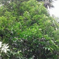 Artocarpus zeylanicus (F.M.Jarrett) E.M.Gardner & Zerega